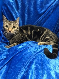 Thor, an adoptable Bengal in Gainesville, FL, 32614 | Photo Image 2