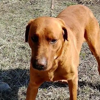 Rusty, an adoptable Labrador Retriever in Millville, UT, 84326 | Photo Image 2