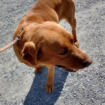 Rusty, an adoptable Labrador Retriever in Millville, UT, 84326 | Photo Image 3