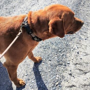Rusty, an adoptable Labrador Retriever in Millville, UT, 84326 | Photo Image 4
