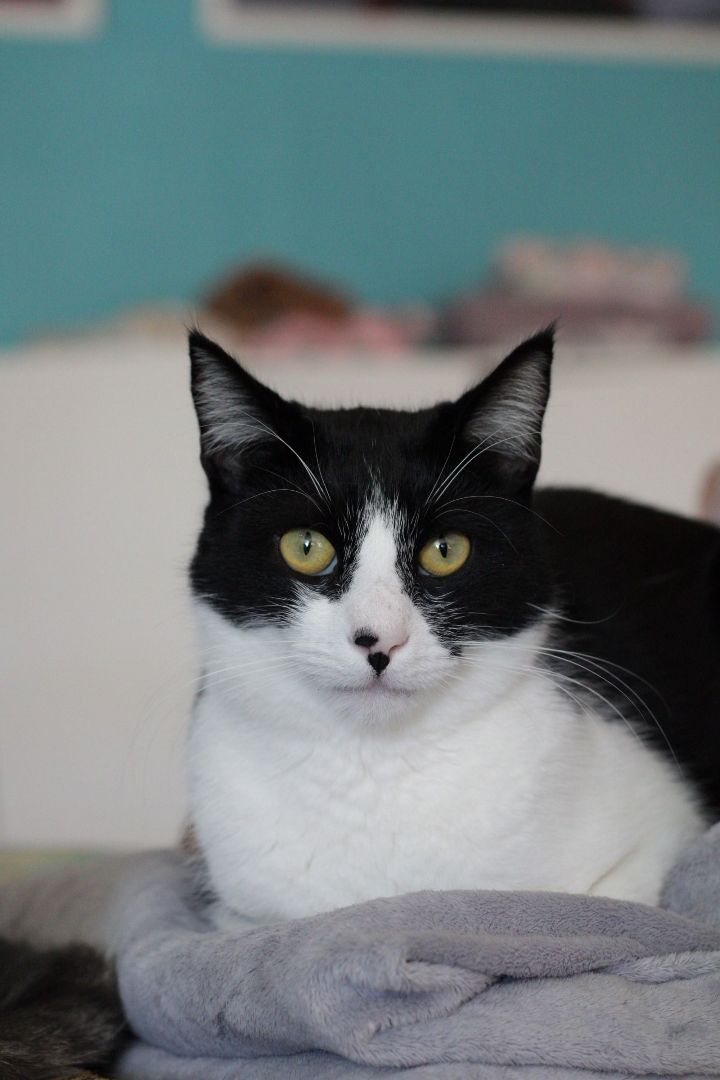 Gabriel, an adoptable Domestic Short Hair & Tuxedo Mix in Los Angeles, CA_image-5