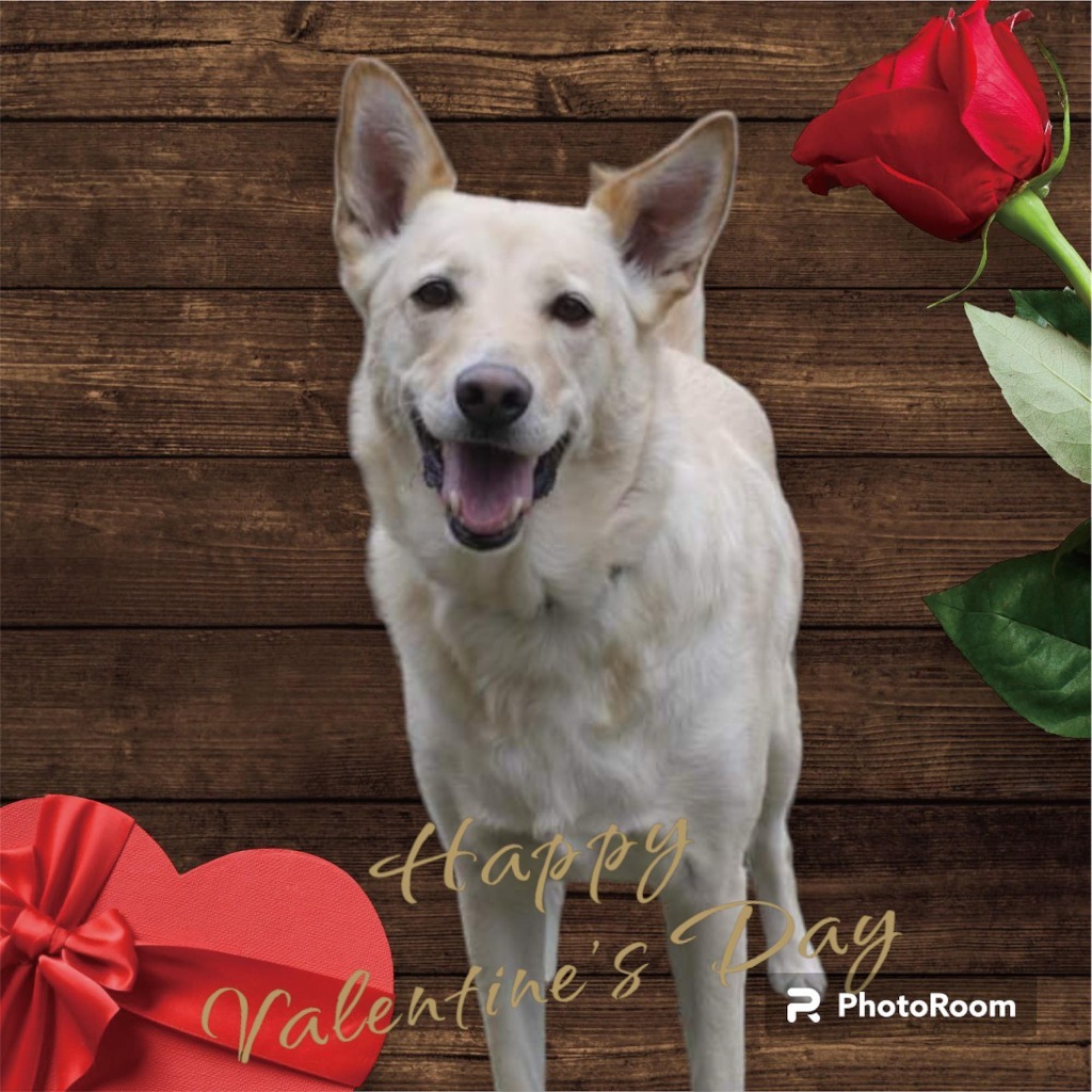 Macy, an adoptable German Shepherd Dog, Labrador Retriever in Moberly, MO, 65270 | Photo Image 1