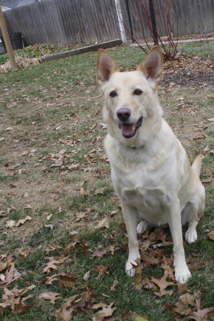 Macy, an adoptable German Shepherd Dog, Labrador Retriever in Moberly, MO, 65270 | Photo Image 2