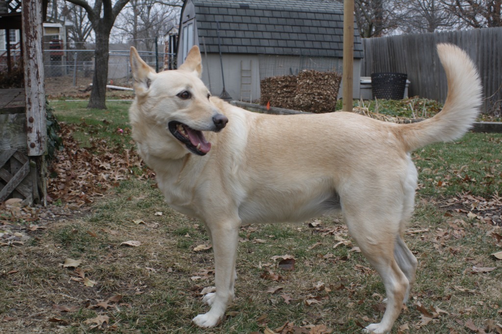 Macy, an adoptable German Shepherd Dog, Labrador Retriever in Moberly, MO, 65270 | Photo Image 3