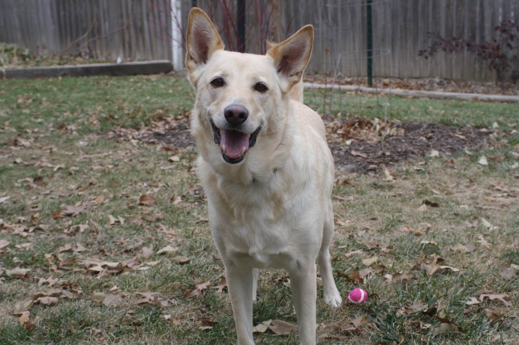 Macy, an adoptable German Shepherd Dog, Labrador Retriever in Moberly, MO, 65270 | Photo Image 4