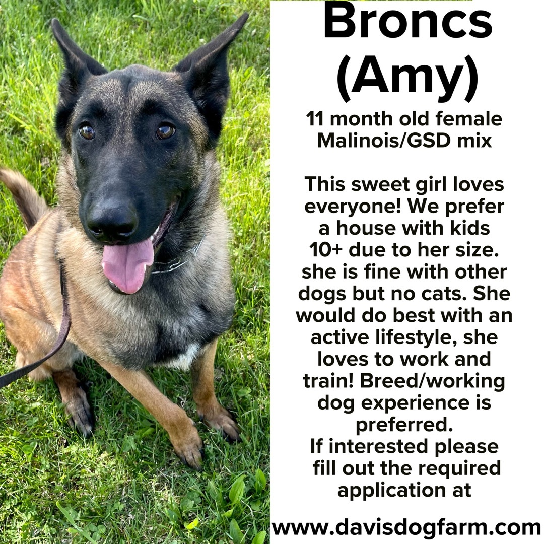 Broncs(Amy)