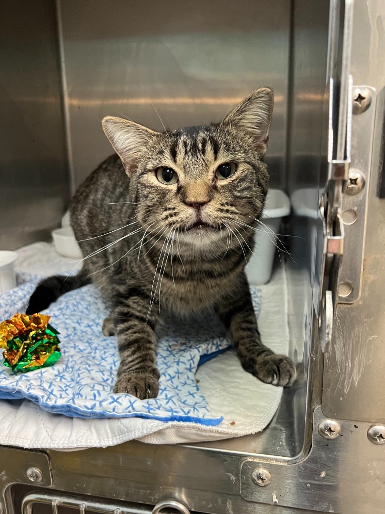 Stihl, an adoptable Domestic Short Hair in Hastings, NE, 68901 | Photo Image 1