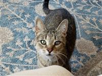 Amma, an adoptable Domestic Short Hair in Fairfax, VA, 22030 | Photo Image 1