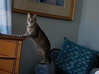 Amma, an adoptable Domestic Short Hair in Fairfax, VA, 22030 | Photo Image 2