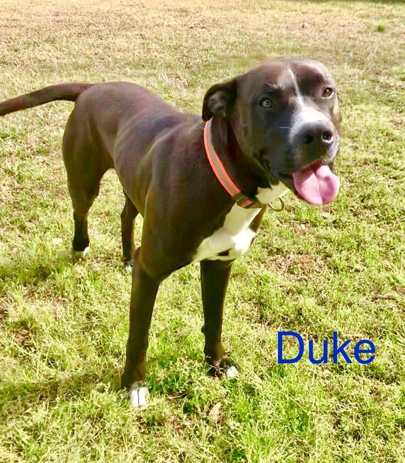 DUKE