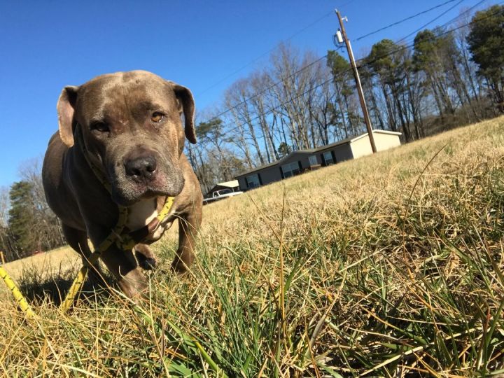 Spice, an adoptable American Bully in Conover, NC_image-2