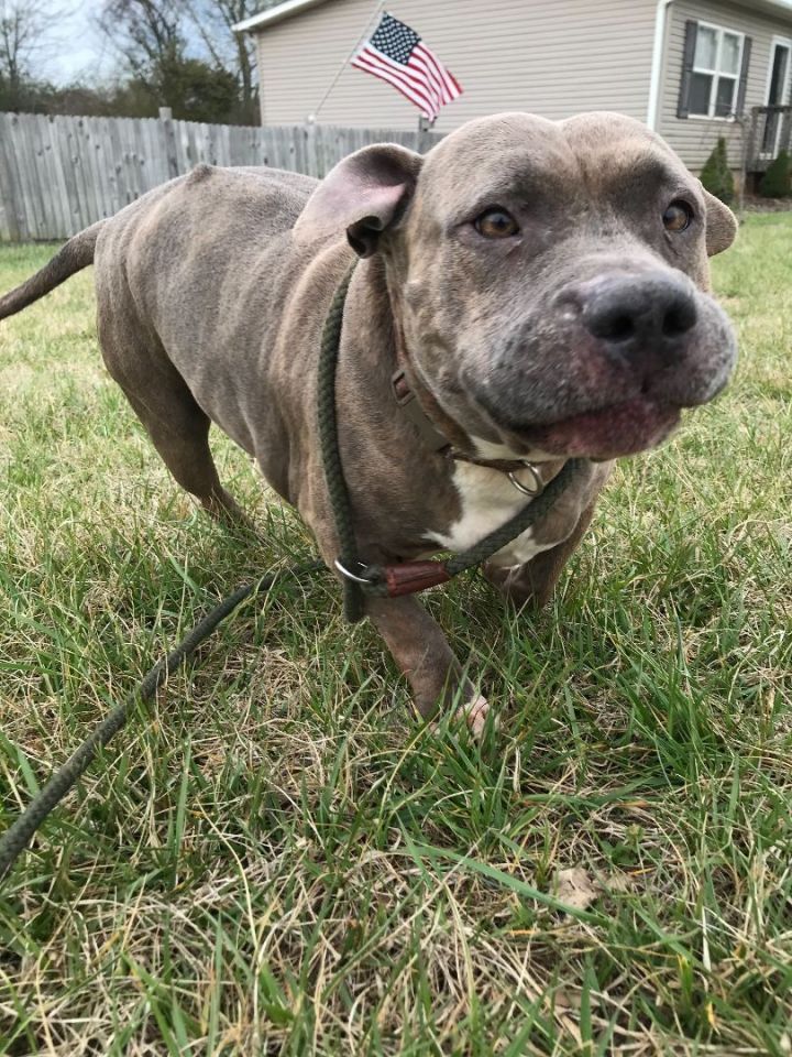 Spice, an adoptable American Bully in Conover, NC_image-5