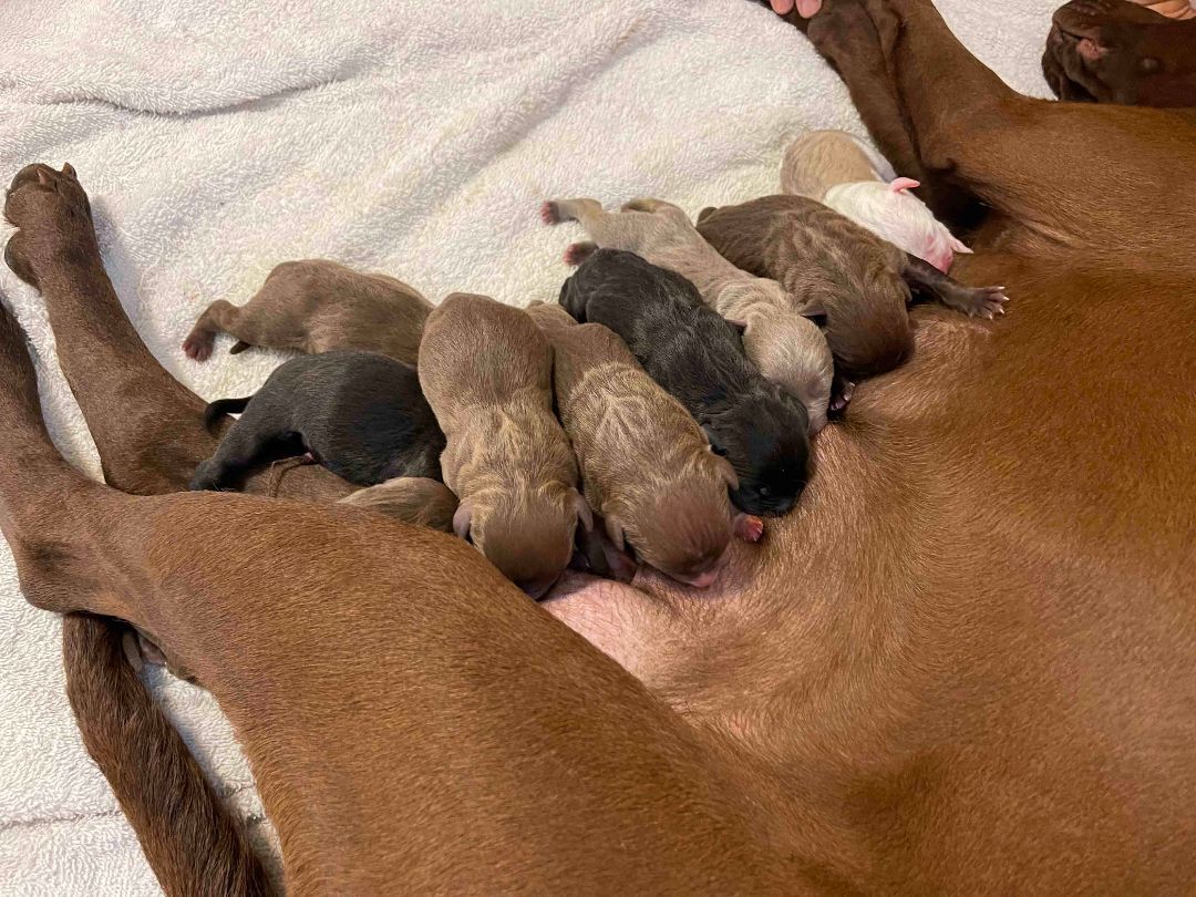 Gracie and Her Pups