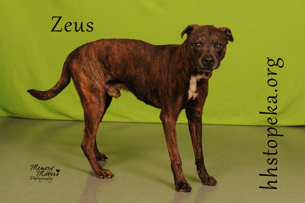 Zeus