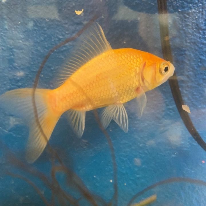 Fish for adoption - Bolt, a Goldfish in Hanford, CA | Petfinder