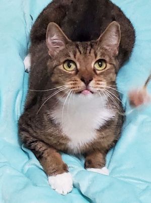 Young Brown Tabby Female Josie is a petite adorable 4-year-old brown tabby tuxedo girl She is very