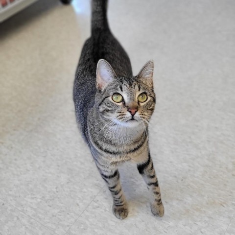 Bengal, an adoptable Domestic Short Hair in Milford, IA, 51351 | Photo Image 1