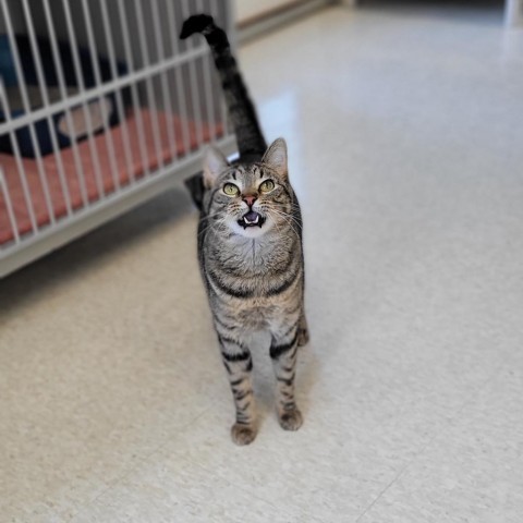 Bengal, an adoptable Domestic Short Hair in Milford, IA, 51351 | Photo Image 2