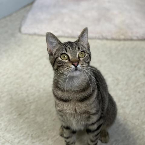 Bengal, an adoptable Domestic Short Hair in Milford, IA, 51351 | Photo Image 4