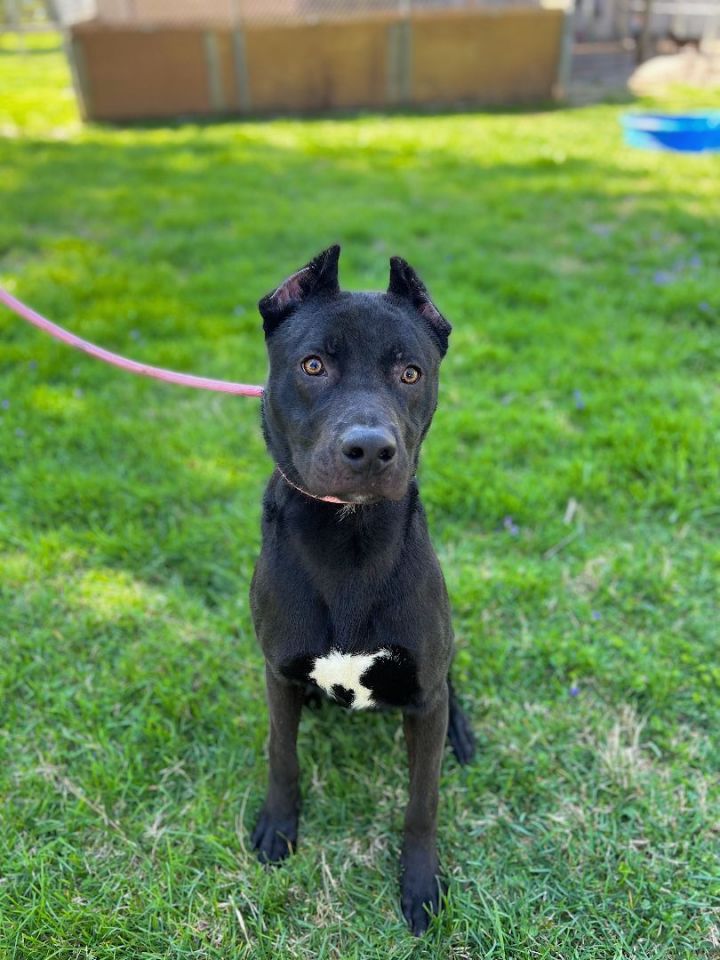 Bradford, an adoptable Pit Bull Terrier & Shepherd Mix in Louisville, KY_image-2