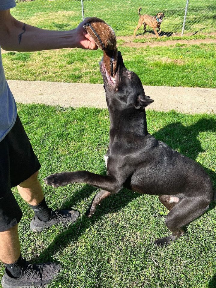 Bradford, an adoptable Pit Bull Terrier & Shepherd Mix in Louisville, KY_image-3