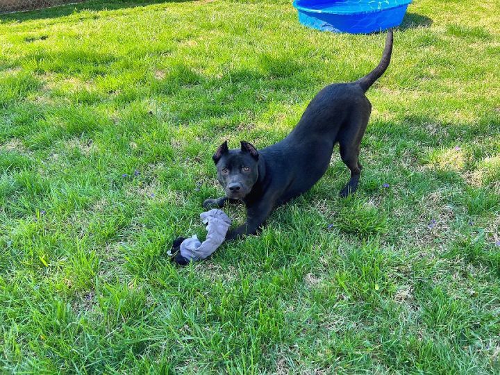 Bradford, an adoptable Pit Bull Terrier & Shepherd Mix in Louisville, KY_image-4