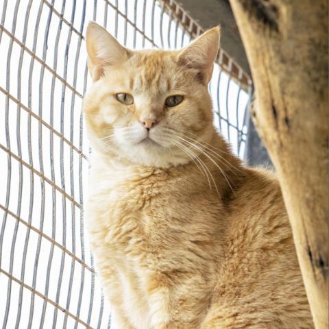 Furry Lewis, an adoptable Domestic Short Hair in Kanab, UT, 84741 | Photo Image 1