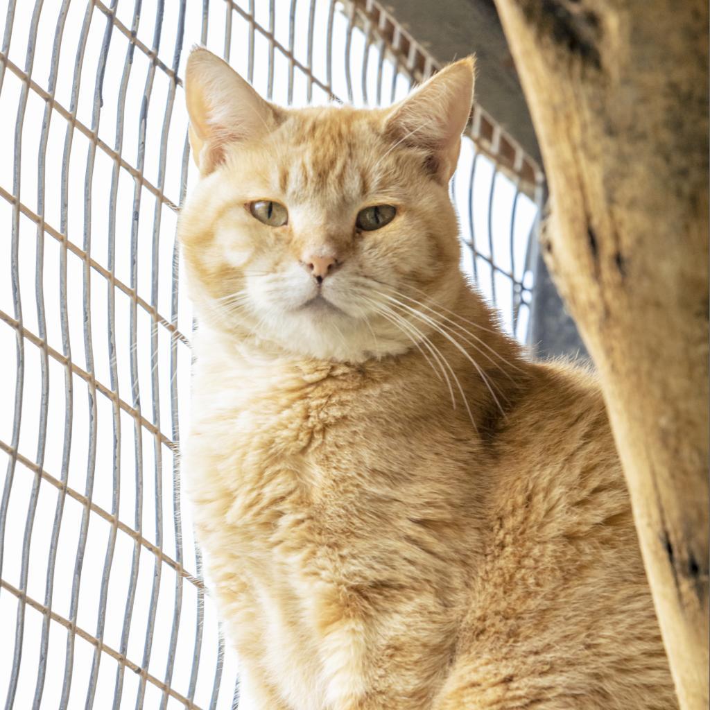Furry Lewis, an adoptable Domestic Short Hair in Kanab, UT, 84741 | Photo Image 1