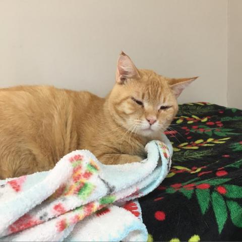 Furry Lewis, an adoptable Domestic Short Hair in Kanab, UT, 84741 | Photo Image 3