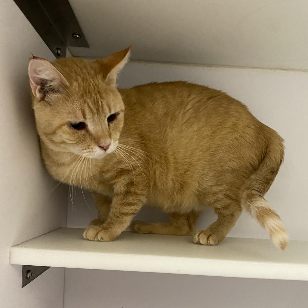 Furry Lewis, an adoptable Domestic Short Hair in Kanab, UT, 84741 | Photo Image 4