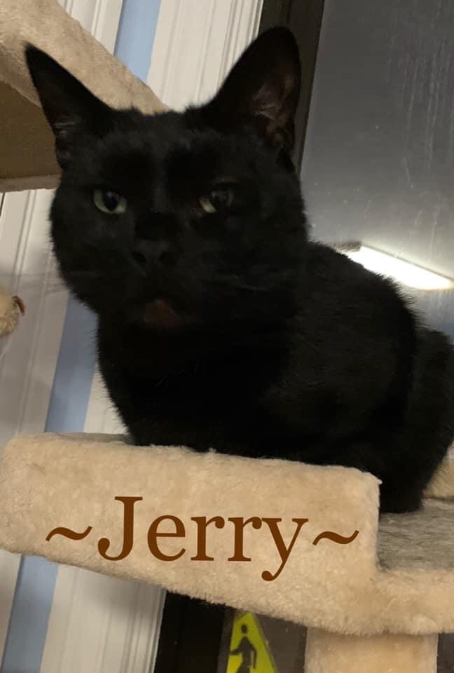 Jerry, an adoptable Domestic Short Hair in Westfield, NY, 14787 | Photo Image 1