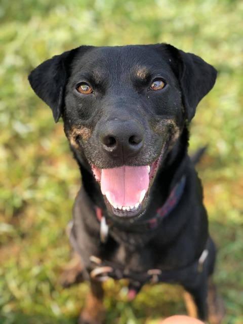 Parker, an adoptable Labrador Retriever in Hamilton, OH, 45013 | Photo Image 2