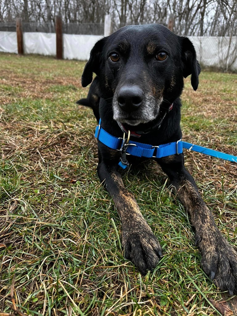 Parker, an adoptable Labrador Retriever in Hamilton, OH, 45013 | Photo Image 3