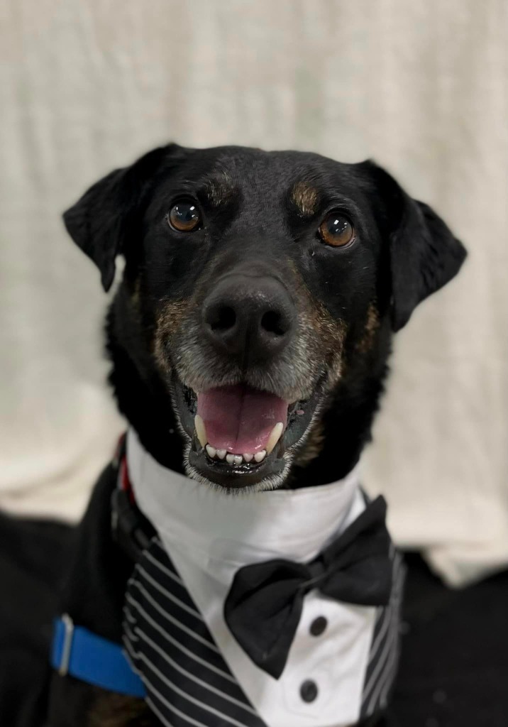 Parker, an adoptable Labrador Retriever in Hamilton, OH, 45013 | Photo Image 4