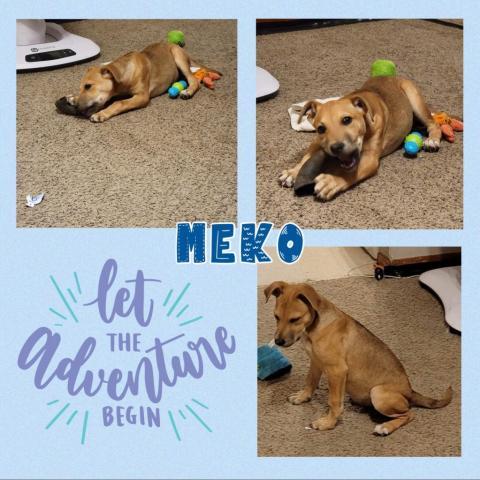 Meko