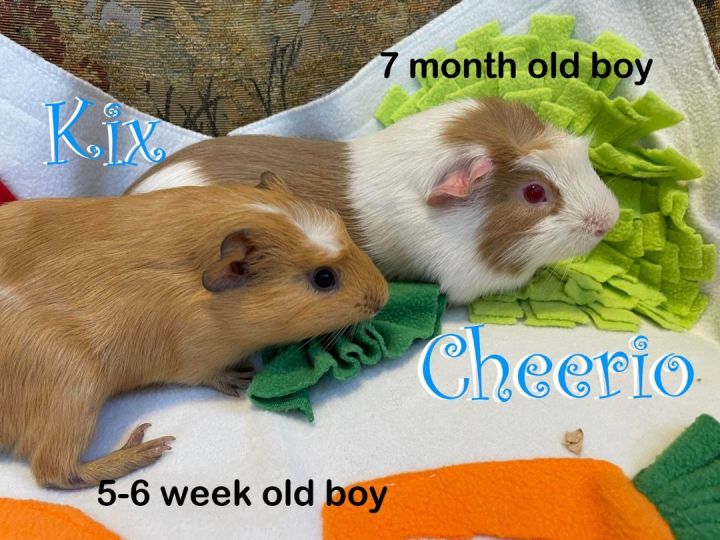 7 week old guinea hot sale pig