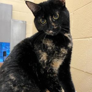 Come down and meet Pumpkin Tortie She is a very curious cat who loves to explore She is shy but