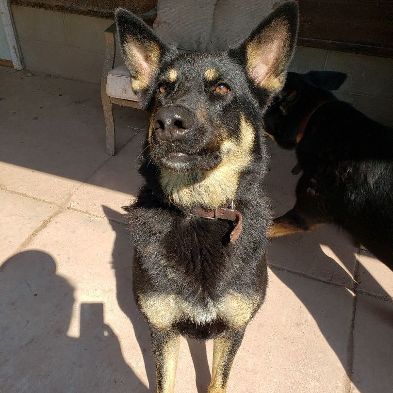 Xena, an adoptable German Shepherd Dog in Ontonagon, MI, 49953 | Photo Image 4