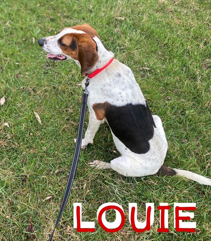 Louie