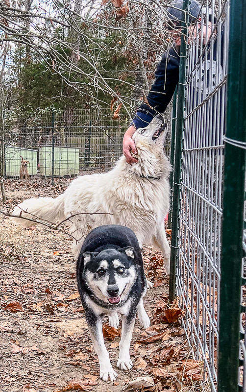 King (adoption fee reduced due to age), an adoptable Shepherd in Sharon, VT, 05065 | Photo Image 3