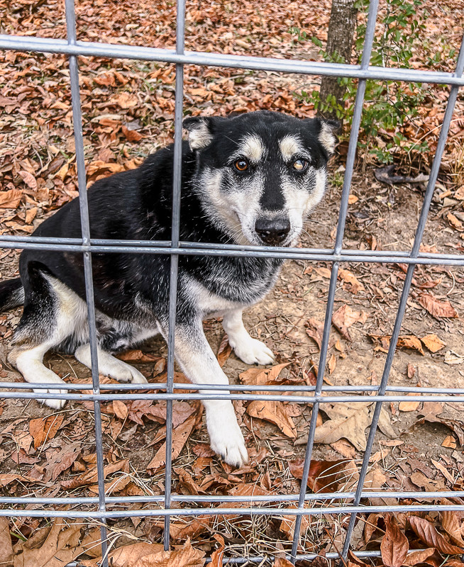 King (adoption fee reduced due to age), an adoptable Shepherd in Sharon, VT, 05065 | Photo Image 4
