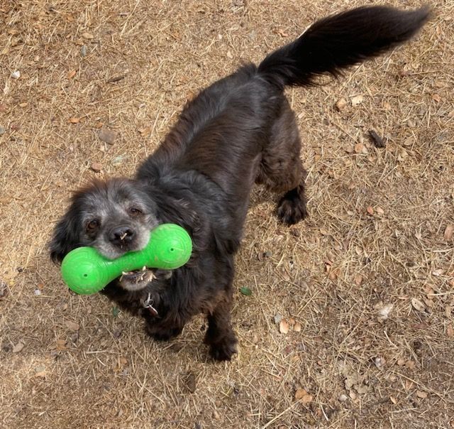 Scully, an adoptable Labrador Retriever, Spaniel in Jamestown, CA, 95327 | Photo Image 3