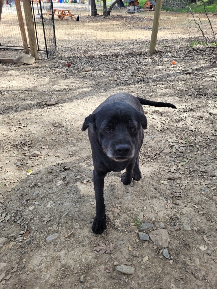 Scully, an adoptable Labrador Retriever, Spaniel in Jamestown, CA, 95327 | Photo Image 4