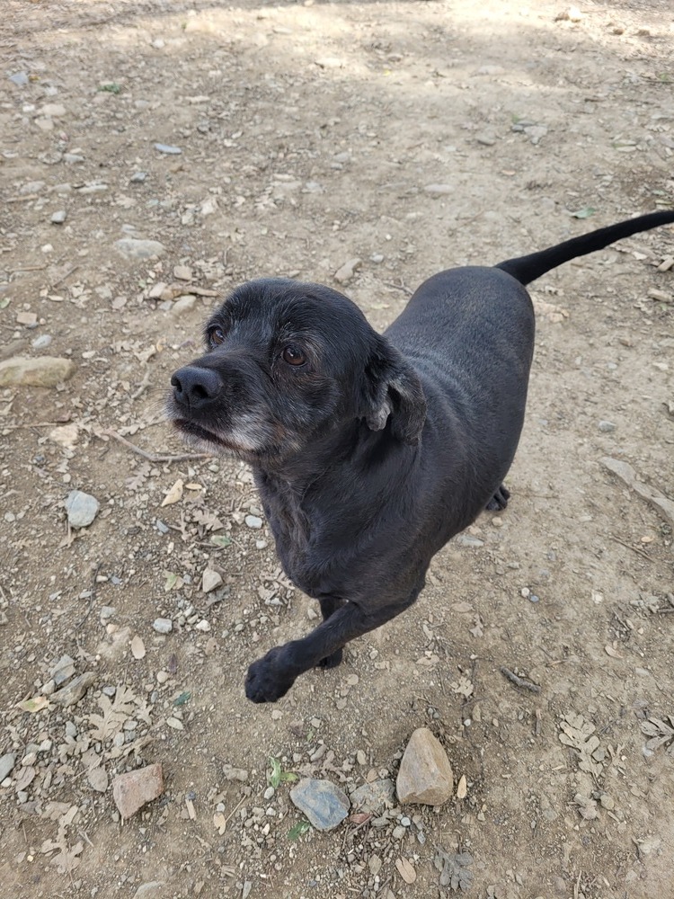 Scully, an adoptable Labrador Retriever, Spaniel in Jamestown, CA, 95327 | Photo Image 5