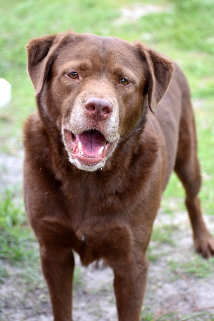 Bear, an adoptable Labrador Retriever in Indiantown, FL, 34956 | Photo Image 2