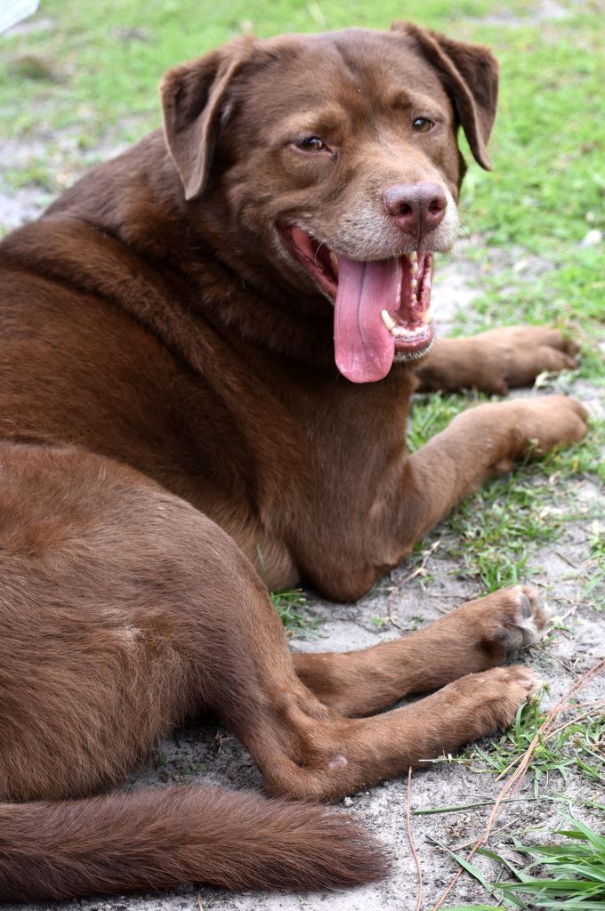 Bear, an adoptable Labrador Retriever in Indiantown, FL, 34956 | Photo Image 4