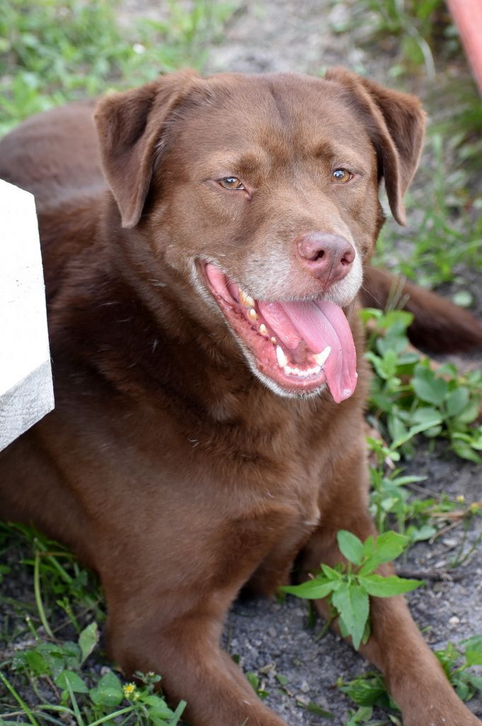 Bear, an adoptable Labrador Retriever in Indiantown, FL, 34956 | Photo Image 6