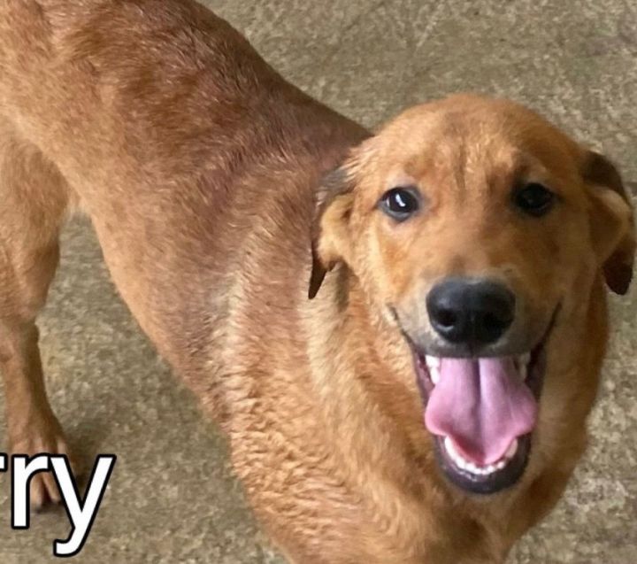 Chocolate lab collie store mix