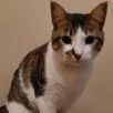 Hope & Liza, an adoptable Egyptian Mau in Hamilton, ON, L8L 7K2 | Photo Image 1