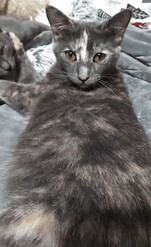 CissyX, an adopted Domestic Short Hair & Tortoiseshell Mix in Newcastle, OK_image-2
